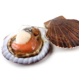 Scallops